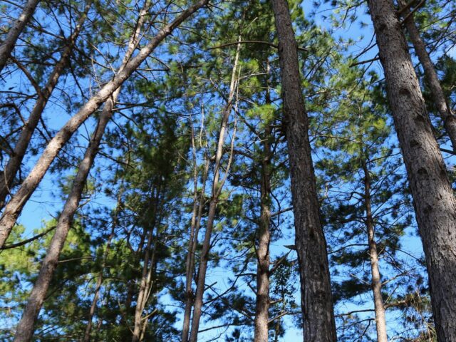 Quản lý nhà nước về đất đai cần được hoàn thiện và nâng lên tầm cao mới